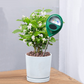 Professional Soil Moisture Meter for Indoor & Outdoor Plants🌱💦