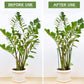 🏆LAST DAY SALE 50% OFF🔥Plant Support Stakes for Indoor & Outdoor Use