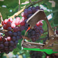 🏆LAST DAY SALE 50% OFF🔥Universal Lightweight Durable Plant Vine Tying Machine