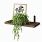 Wall Mounted Floating Wooden Shelves with Semicircular Iron Brackets for Bathroom Kitchen Spice Rack and Living Room Plant Display